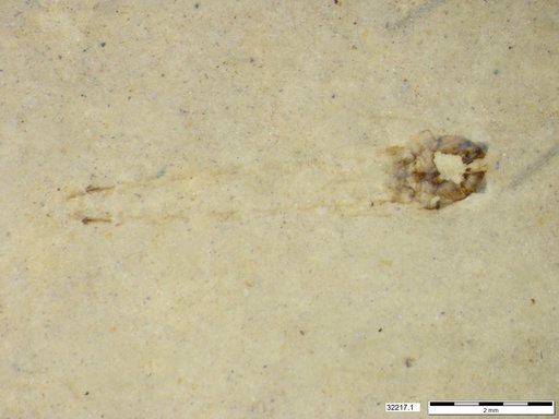 Genus sp