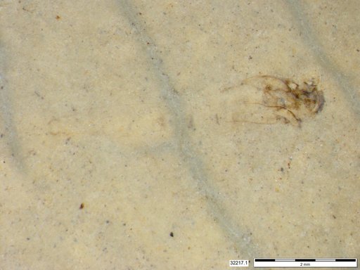 Genus sp