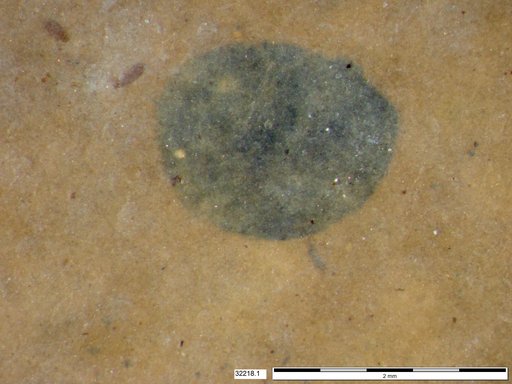 Tracheophyta