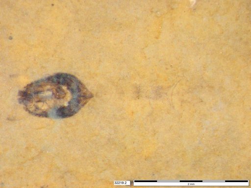 Diptera