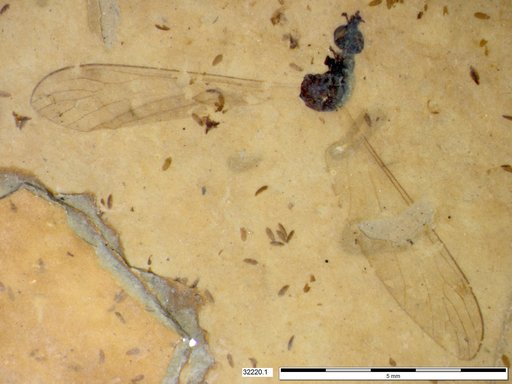 Diptera