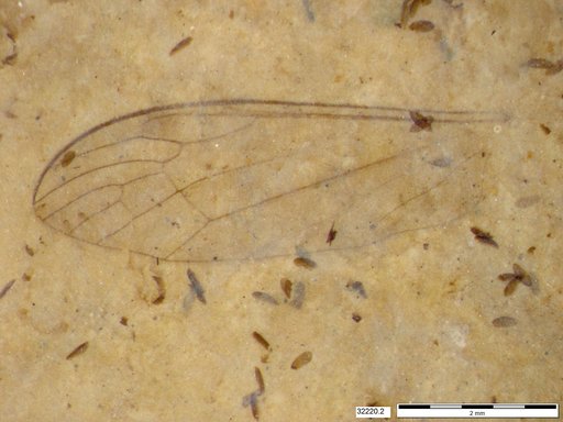 Diptera
