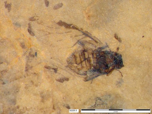 Aphididae