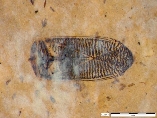 Corixidae