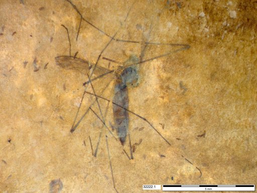 Diptera
