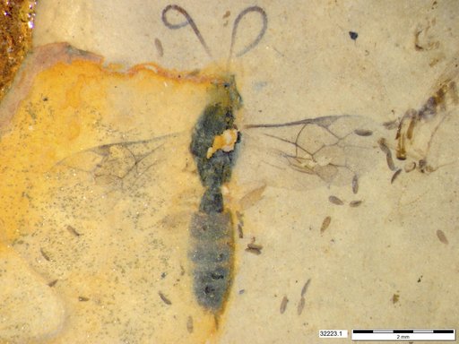 Ichneumonidae