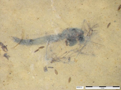 Genus sp