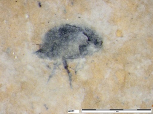 Mordellidae