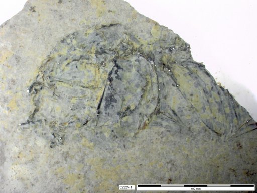 Genus sp