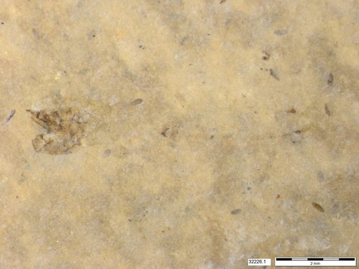 Genus sp