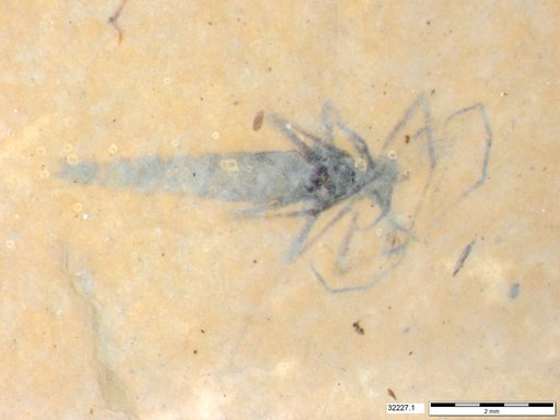 Genus sp