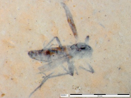 Diptera