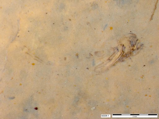 Genus sp
