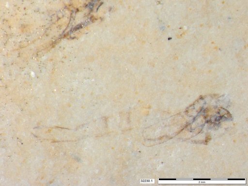 Genus sp