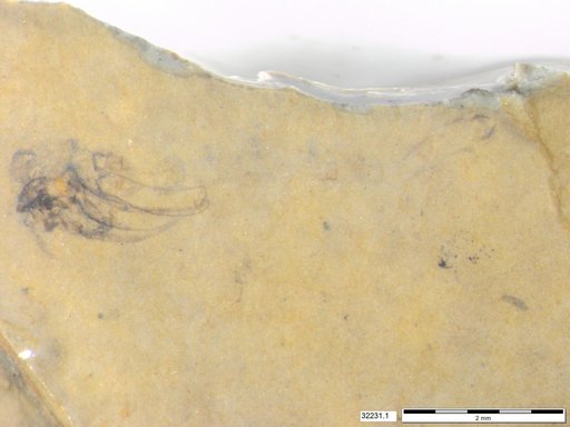 Genus sp
