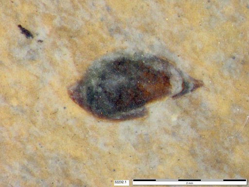 Tracheophyta