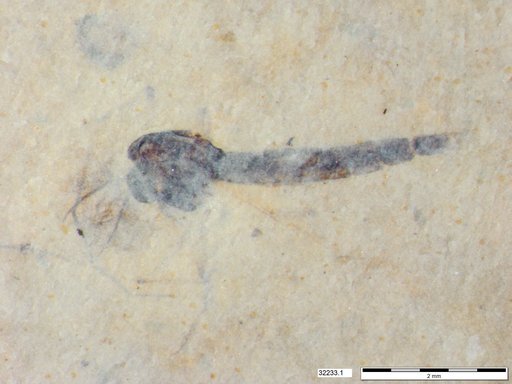 Genus sp