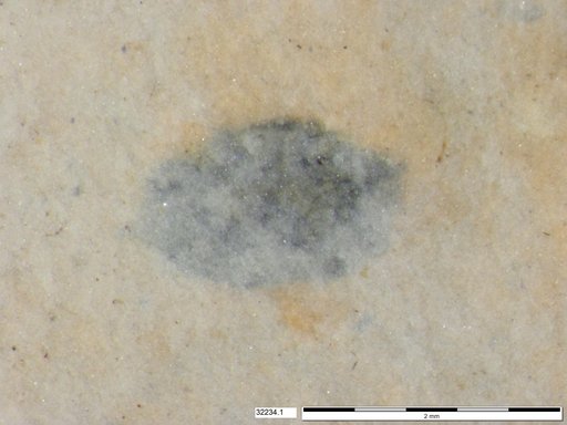 Tracheophyta