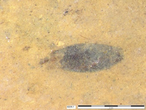 Tracheophyta