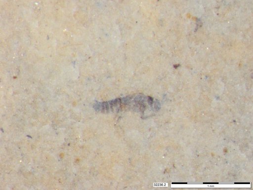 Insecta