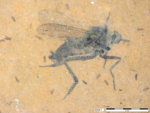 Diptera