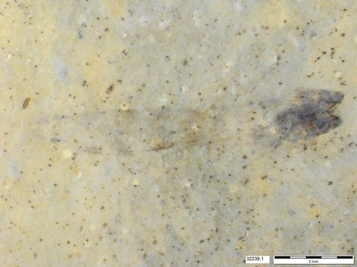 Genus sp