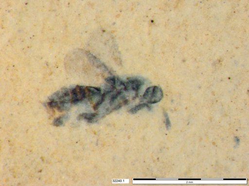 Chalcididae