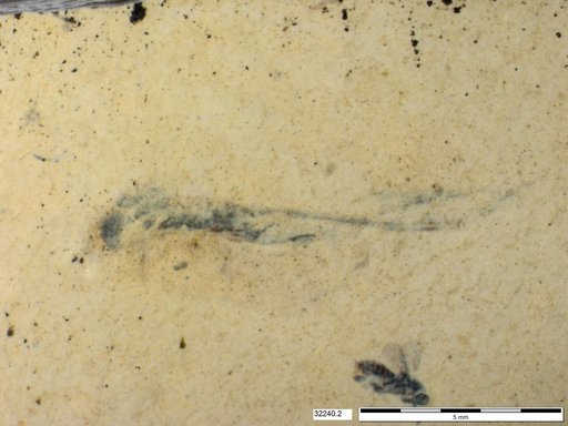 Corixidae