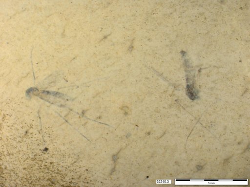 Diptera