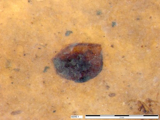 Tracheophyta