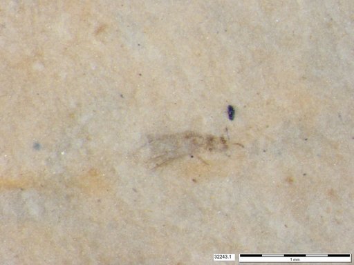 Genus sp