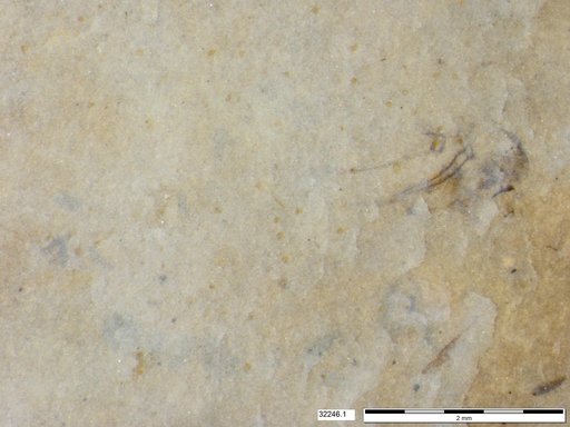 Genus sp