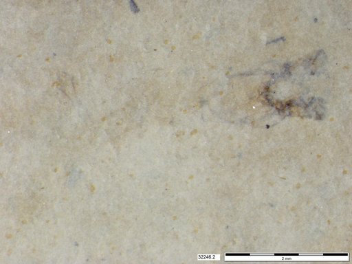 Genus sp