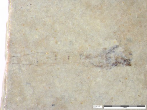Genus sp