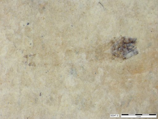 Genus sp