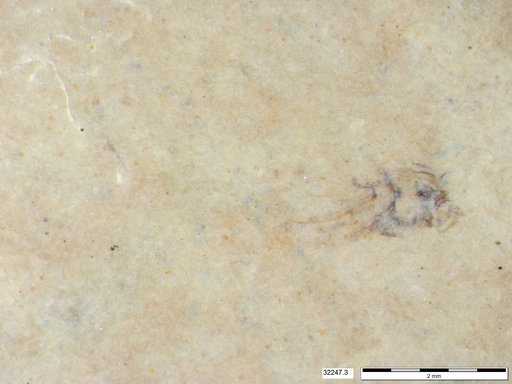 Genus sp
