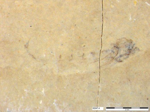 Genus sp