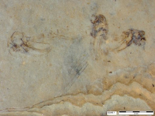 Genus sp