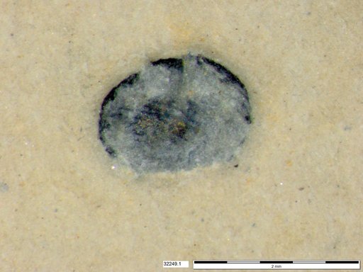 Tracheophyta