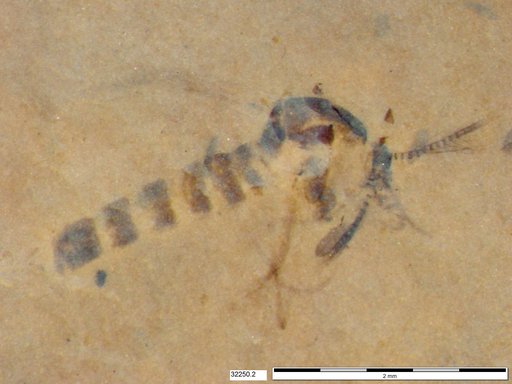 Chaoboridae