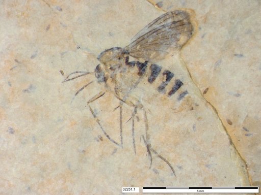 Mycetophilidae