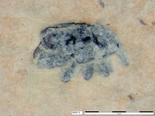 Genus sp