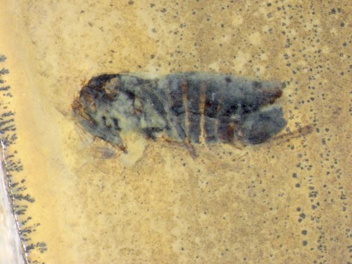 Genus sp