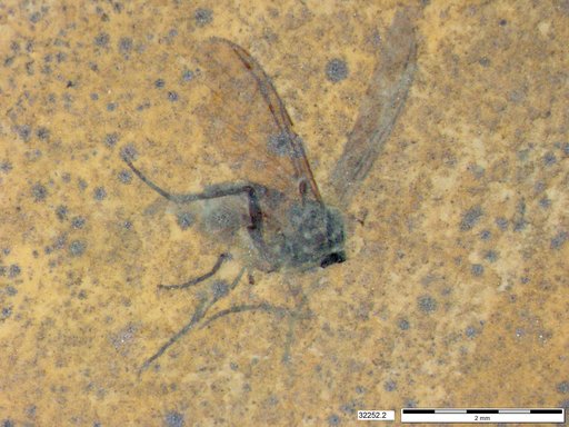 Diptera