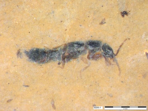 Genus sp