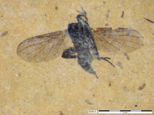 Empididae