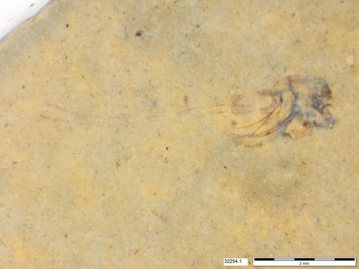 Genus sp