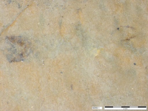 Genus sp