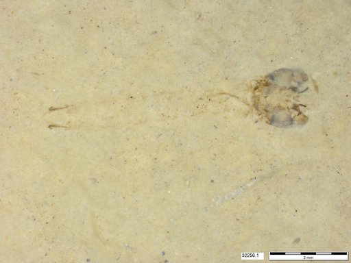 Genus sp