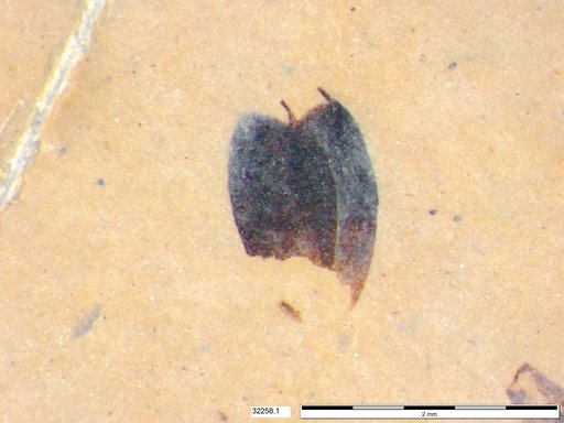 Tracheophyta